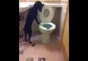 Dog Has Mastered The Toilet!