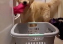 "Dog helping with the laundry"