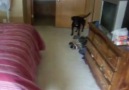 Dog hides under bed for bath but jumps out for a walk