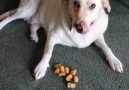 Dog Hoards Tater Tots Like A Chipmunk