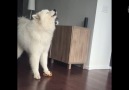 Dog Howls To Squeaking Toy