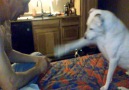 Dog Is Completely Baffled By Magic Trick