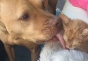 Dog Is Completely Obsessed With His New Kitten