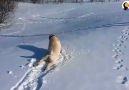 Dog Is Obsessed With Sliding Through The Snow
