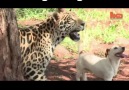 Dog & Jaguar Are Best Friends