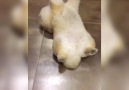 Dog Loves Being Dragged Around