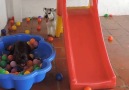 Dog Loves Jumping in Ball Pit