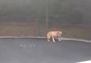 Dog loves the trampoline!