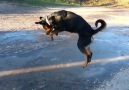 Dog Loves To Jump On Ice