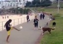 Dog loves to to play football