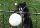 Dog Makes People Play Fetch With Her