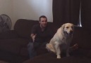 Dog & Owner Play The Trust Game