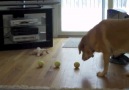 Dog Picks Up Three Tennis Balls