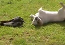 Dog playing with a bird!