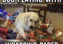 Dog Playing With Wrapping Papper