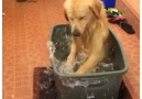 Dog Plays In Tub of Water