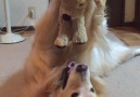 Dog Plays With His Teddy In The Best Way