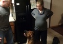 Dog protects pregnant moms belly