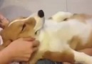 Dog Really Knows How To Relax While Getting a Massage.