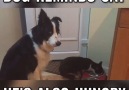 Dog Reminds Cat That He's Also Hungry