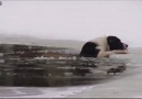 Dog Rescued from Icy Pond