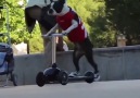 Dog Rides Scooter