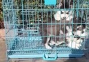 Dog Sale Nagpur - Husky Puppy Available For Sale