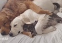 Dogs and cat cuddle.