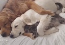 Dogs and cat cuddle.