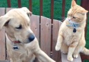 Dogs and Cats can have lifelong friendships