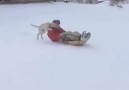 Dogs and snow