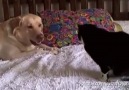 Dogs annoying cats for friendship :)