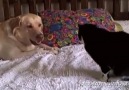 Dogs Annoying Cats With Friendship