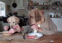 Dogs at Dinner Table