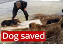 Dog saved from icy water