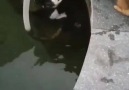 Dog saves Cat