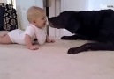 Dogs & babies
