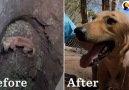 10 Dogs Before And After Being Rescued