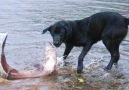 Dogs catch huge salmon Dogs Take to Fishing Like Ducks to Water.