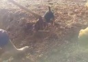 Dogs Catching Rats