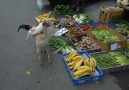 Dog selling roosters