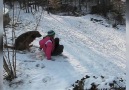 Dogs First Snow