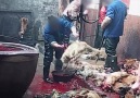 Dogs Killed for Leather