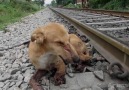 DOG'S LEGS CRUSHED BY TRAIN