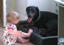 Dogs Love Babies Compilation!