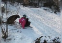 Dogs Love Snow