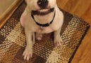 Dog Smiles For The Camera