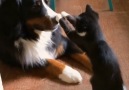 Dog's New Kitten Is Super Annoying And Lovable