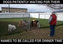 Dogs Patiently Waiting For Their Names To Be Called For Dinner