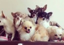 Dog Squad Pose For Photo